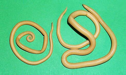Roundworms are parasites that can harm the human body