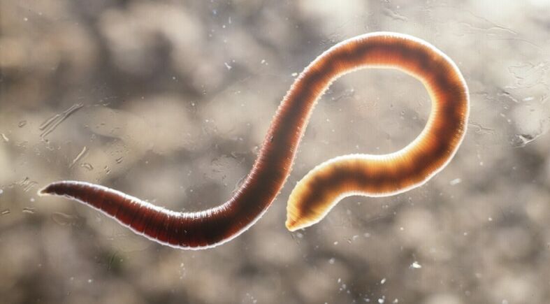 parasitic worm from the human body