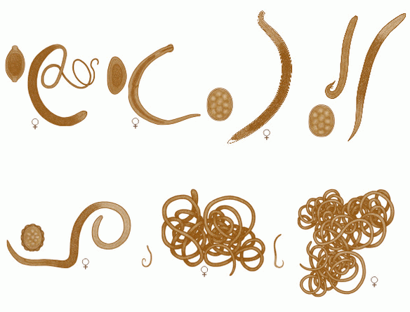 variety of worms in the human body