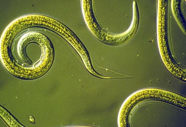 nematodes from the human body