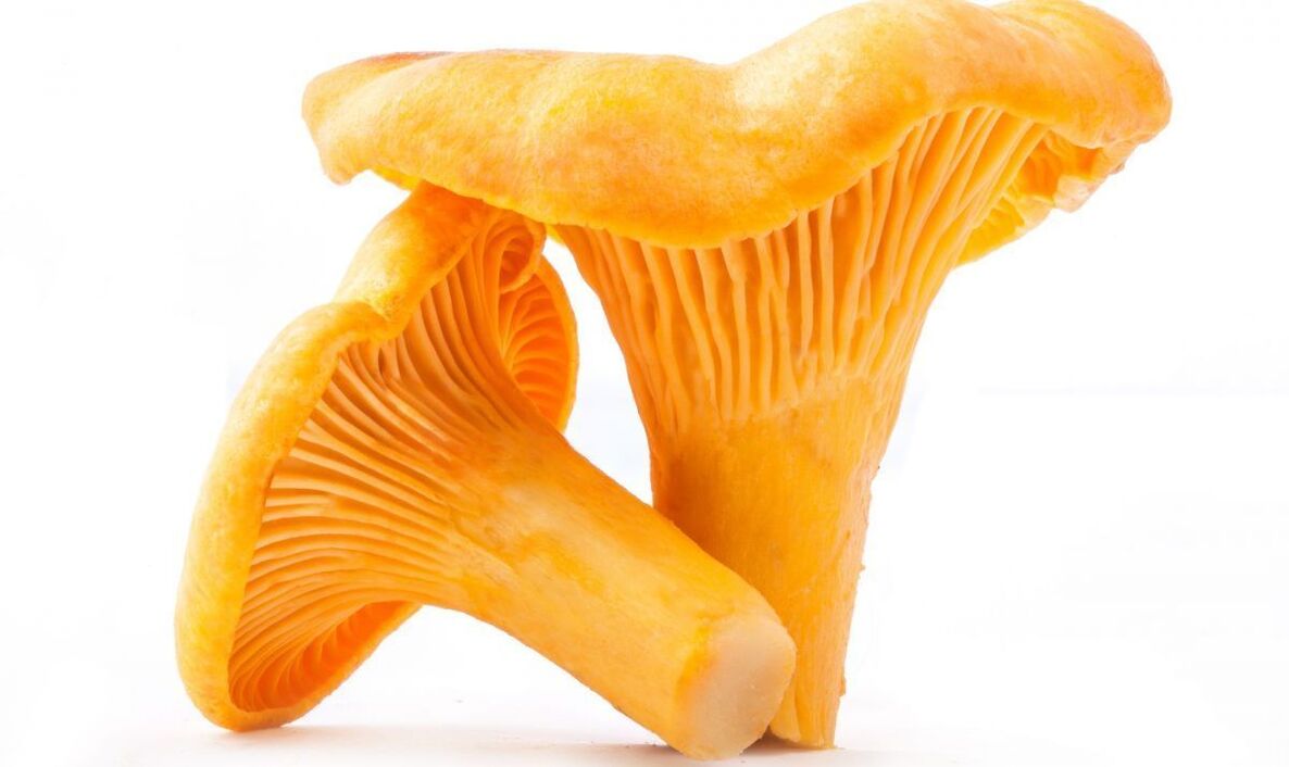 chanterelle mushrooms against worms