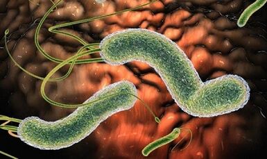 Types of parasites in human blood
