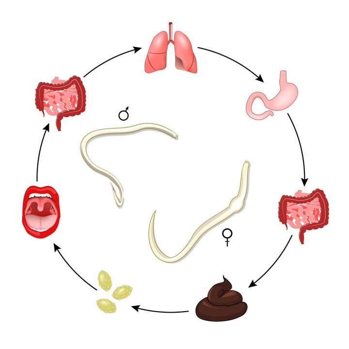 Nematode life cycle